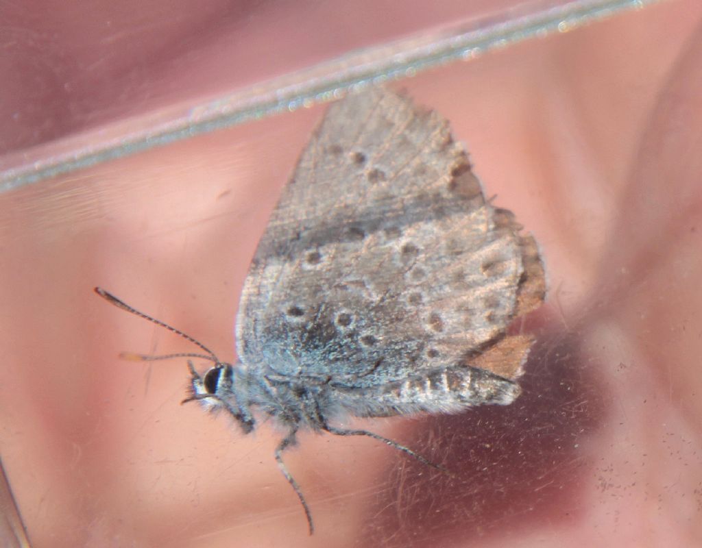 Lycaena da determinare